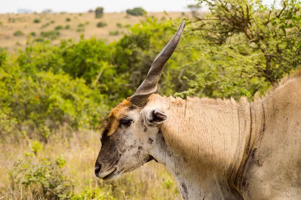 Pattern 's eland isolate im nairobi park in kenia — Stockfoto