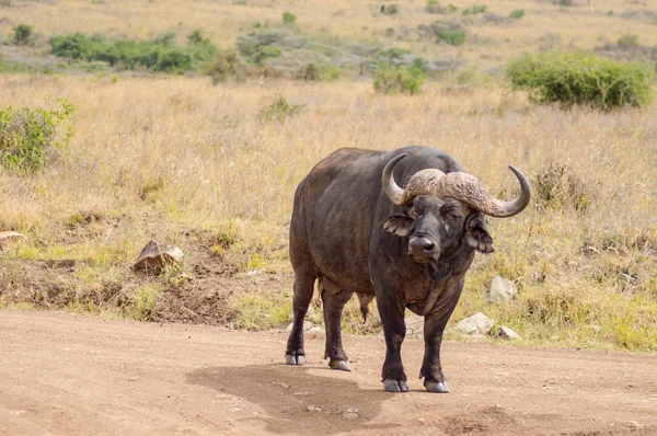 Búfalo isolado na savana campo de Nairobi Park em — Fotografia de Stock