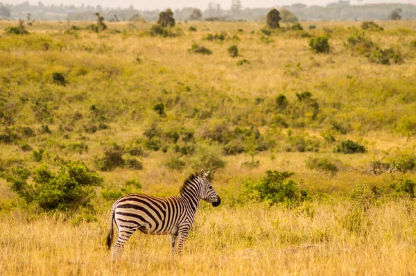 Isoliertes Zebra in der Savannenlandschaft des Nairobi-Parks in — Stockfoto