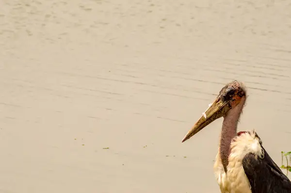 Marabou, például egy víznyelő, Nairobi, Kenya Park mentén — Stock Fotó