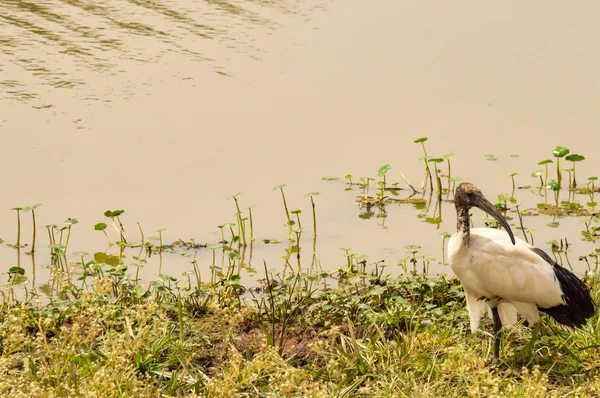 Ιερή ibis κατά μήκος ενός waterhole στο πάρκο: Ναϊρόμπι Κένυας — Φωτογραφία Αρχείου