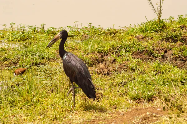 Abdim-gólya és íbisz, például egy víznyelő, Nairobi, Kenya p mentén — Stock Fotó