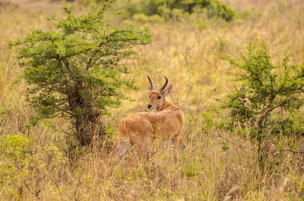 Impala v savannah peeling z parku Nairobi v Keni — Stock fotografie