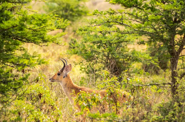 Impala Savannah Scrub Nairobi Park Kenya — Stockfoto