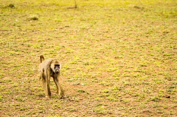 Four-legged baboon in savannah at Amboseli Park in northwestern