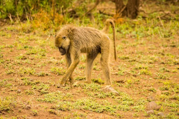 Babbuino a quattro zampe in savana ad Amboseli Park nel nord-ovest — Foto Stock