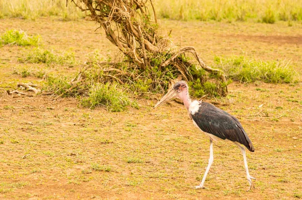 Isolated Marabou walking in the savannah plain of Amboseli Park