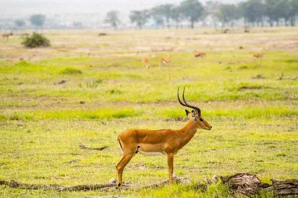 Impala elkülöníteni a savannah egyszerű Amboseli park Kenyában — Stock Fotó