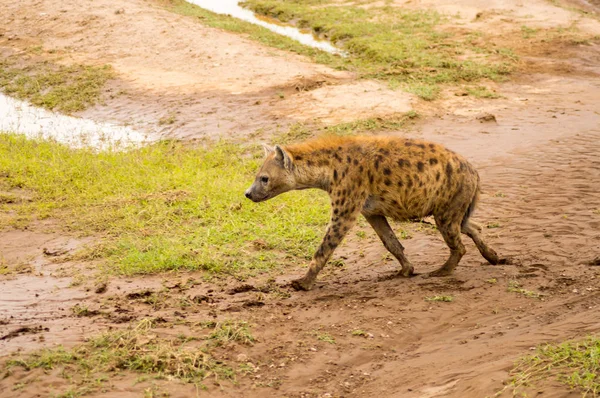 Hyena isoleren in de savanne vlakte van Amboseli Park in Kenia — Stockfoto