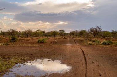 Günbatımı tepeler ve bir yatak ve palmiye ağaçlarının Amboseli k içinde