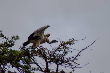 Akbabası tünemiş bir siyah akasya ağacının yanında Nairobi pa uçmak için
