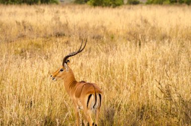 Impala savannah fırçalayın Kenya Nairobi parkının içinde