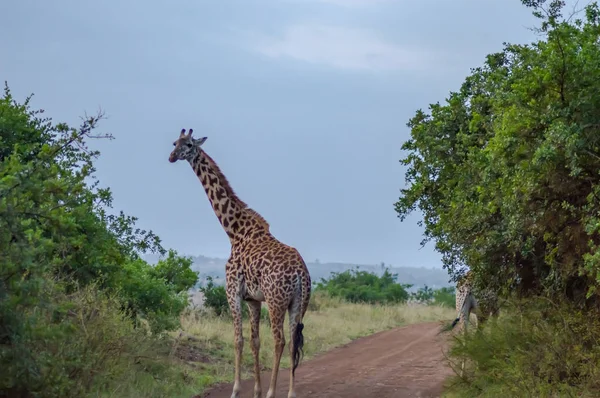 Giraffa isolata nella savana del parco di Nairobi in Kenya — Foto Stock
