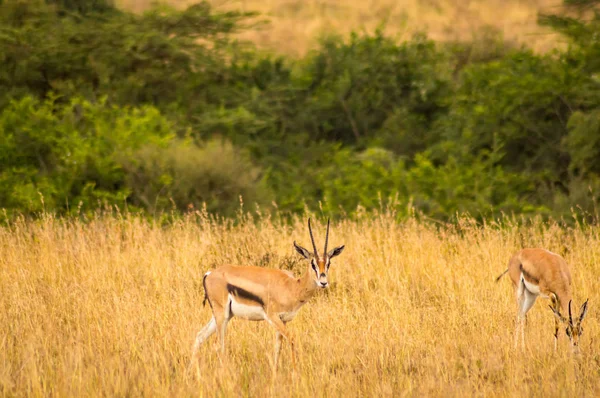 Thomson Gaseller Bete Nairobi Park Kenya — Stockfoto