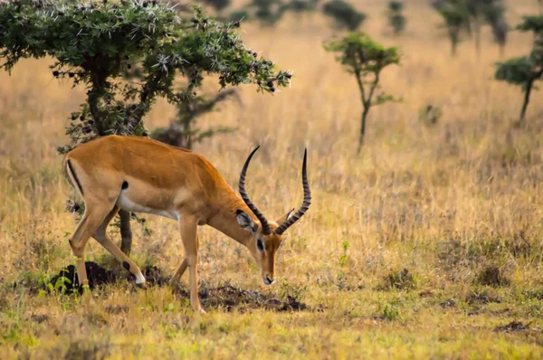 Impala στις λόχμες σαβάνα πάρκο του Ναϊρόμπι στην Κένυα — Φωτογραφία Αρχείου