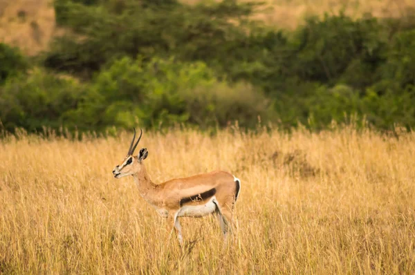 汤姆森羚羊在肯尼亚内罗毕公园放牧 — 图库照片