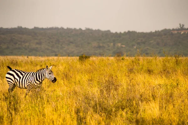 Isoliertes Zebra in der Savannenlandschaft des Nairobi-Parks in — Stockfoto