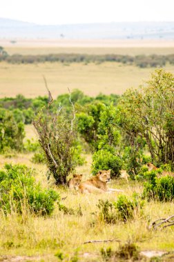 Genç aslan Masai Mara Park North West çalılıklar içinde gizli