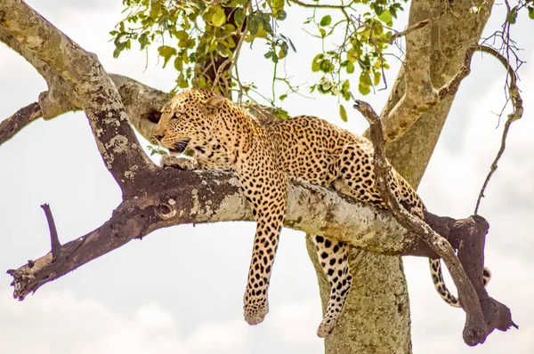 Leopardo sdraiato su un ramo con due zampe appese nella savana — Foto Stock