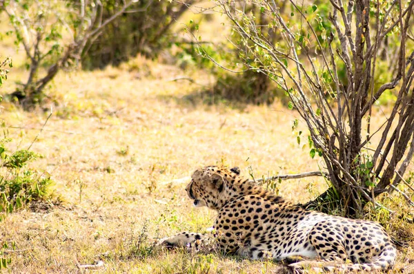 猎豹躺在灌木丛的树荫下的马拉草原 — 图库照片