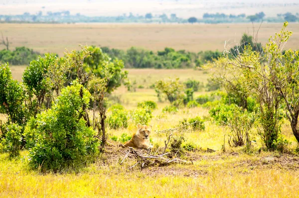 Young lion hidden in the scrub of Maasai Mara Park in North West