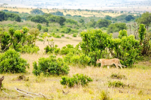 Junger Löwe versteckt im Gestrüpp des Massai-Mara-Parks im Nordwesten — Stockfoto