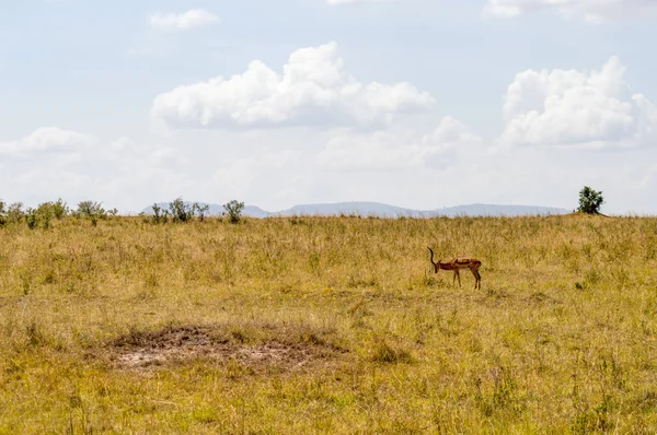 Impalas grazen in Maasai Mara Park in Noord-West-Kenia — Stockfoto