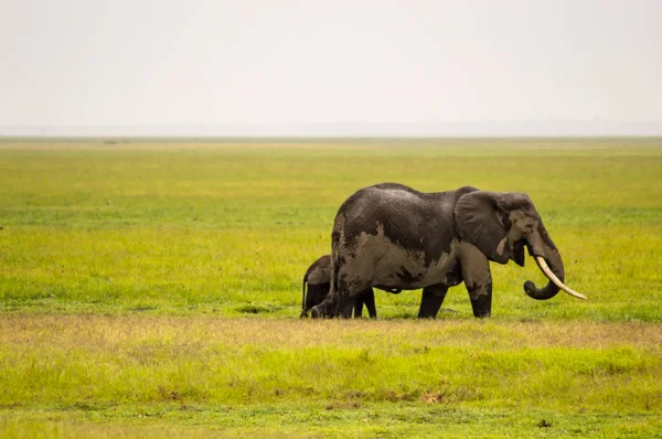 Elefante meio imerso nos pântanos do Parque Amboseli no Quênia — Fotografia de Stock
