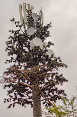 Ağaç anten ve para ile bir iletim direci dönüştü