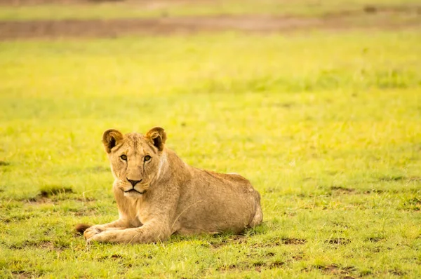 狮子躺在草地上, gaggling 的嘴巴在大草原上敞开着。 — 图库照片