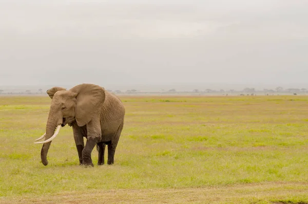 Elefante medio inmerso en las marismas del Parque Amboseli en Kenia — Foto de Stock