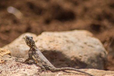 Amboseli parkta Savannah oyun yerleşimciler denilen kertenkele