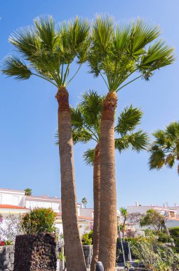 Üç palmiyeler boyunca Santa Cruz Te Adası üzerinde bir iz