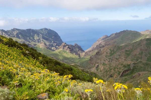 Vista de um vale e montanhas com flores e samambaias — Fotografia de Stock