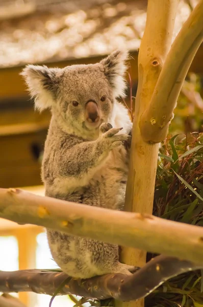 Koala siedzi na oddziale w pobliżu liści eukaliptusa — Zdjęcie stockowe