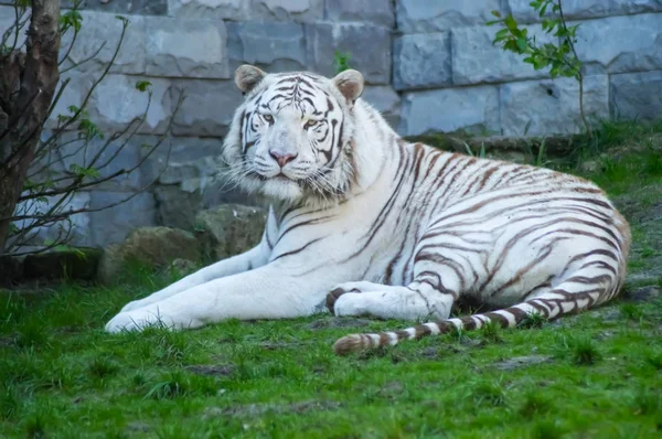 Beyaz Kaplan bir hayvan Park çim yalan 