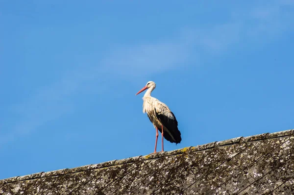 A tetőn egy wildlife Park, Észak-nyugaton a gólya — Stock Fotó