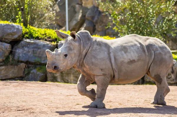 Rinoceronte joven caminando de perfil en una vida silvestre — Foto de Stock