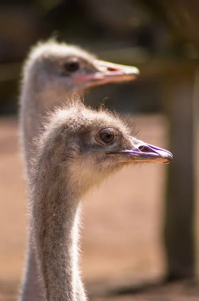 Duas cabeças de avestruz fechar — Fotografia de Stock