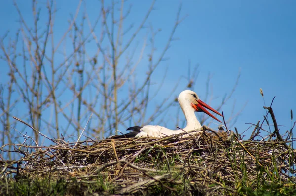 Una cigüeña en su nido — Foto de Stock