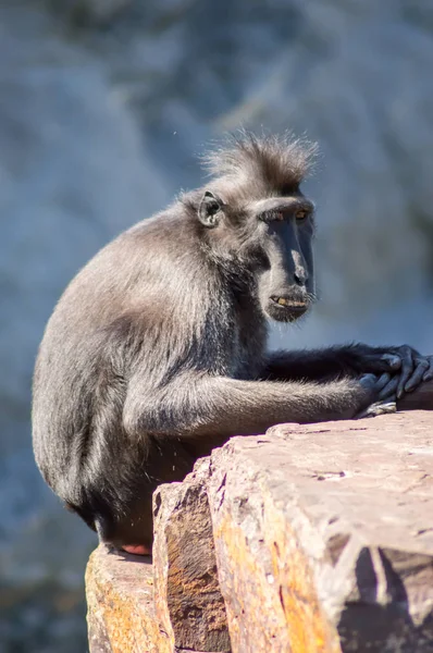 Macaque crête de l'Indonésien — Photo