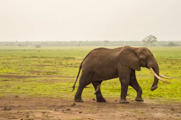 Huge elephant isolated on the trail in the savannah of Amboseli