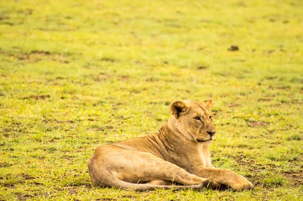 Leão deitado na grama amordaçando a boca bem aberta na savana — Fotografia de Stock