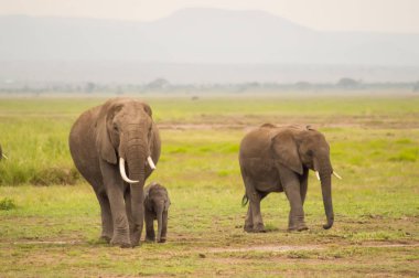 Elephant front view with his cub in the savannah of Amboseli  clipart