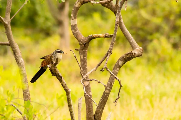Burchell Cuckoo sentado em um ramo com uma borboleta — Fotografia de Stock