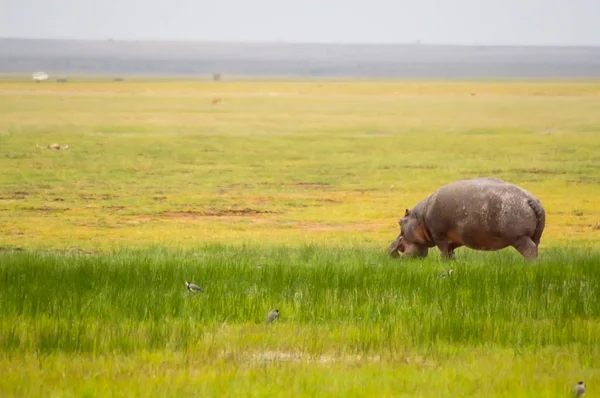 Hipopótamo aislado pastando en los pantanos de sabana de Amboseli — Foto de Stock