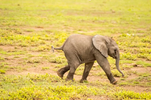 Baby elephant coming out of the marsh — Stock Photo, Image