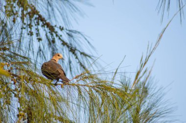 Güvercin bir bahçede dal döşeme beyaz başlı 