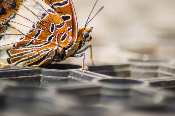 Hnědý a bílý motýl na zemi v tropickém — Stock fotografie