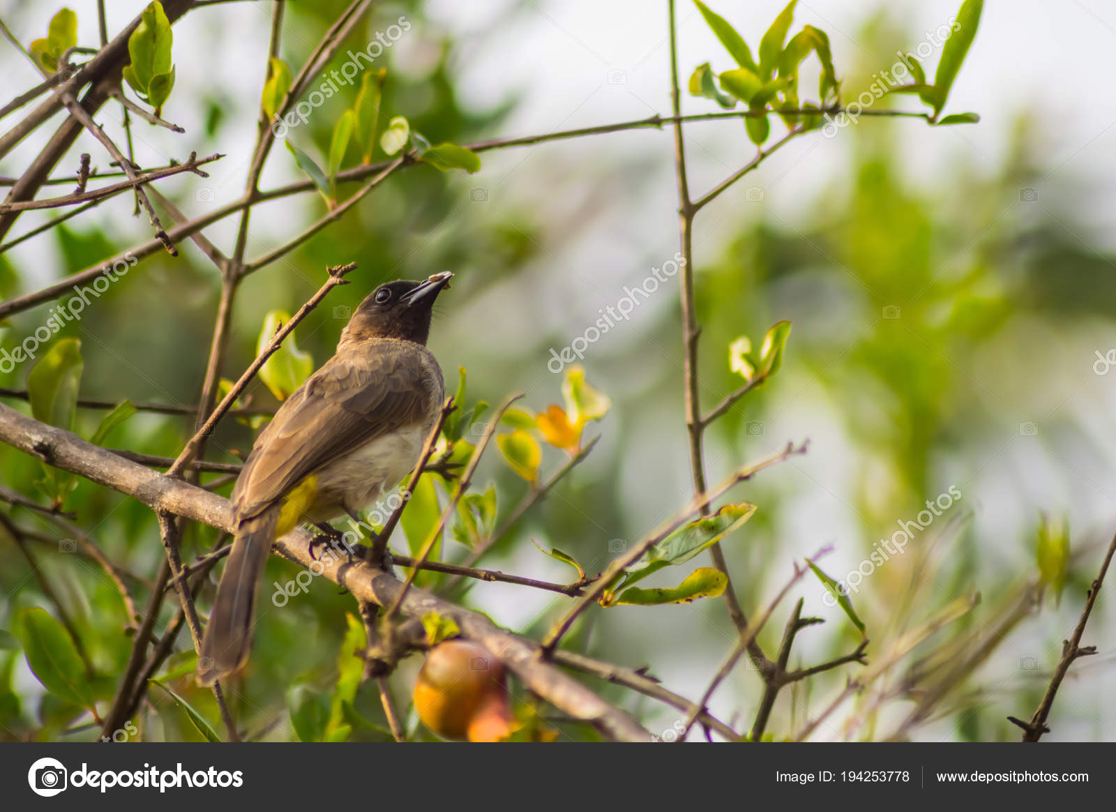 Un Joli Petit Oiseau Qui Fréquente Les Rivages De Leau W